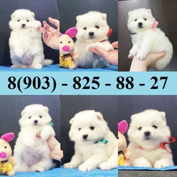 Щеночки самоедской лайки потрясающие малыши в Уфе