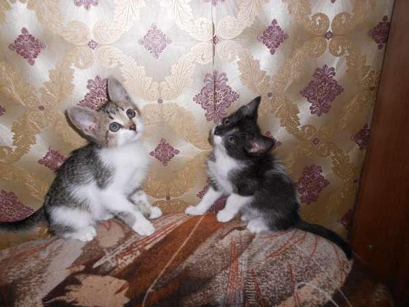 Животные в фото 10