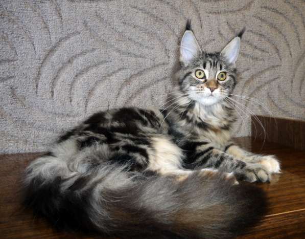 Апельсинки к Новому Году в Рязани фото 104