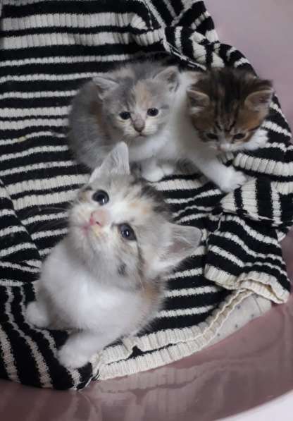 Чудный трёхцветный счастливый котёнок-девочка в добрые руки! в Саках фото 26