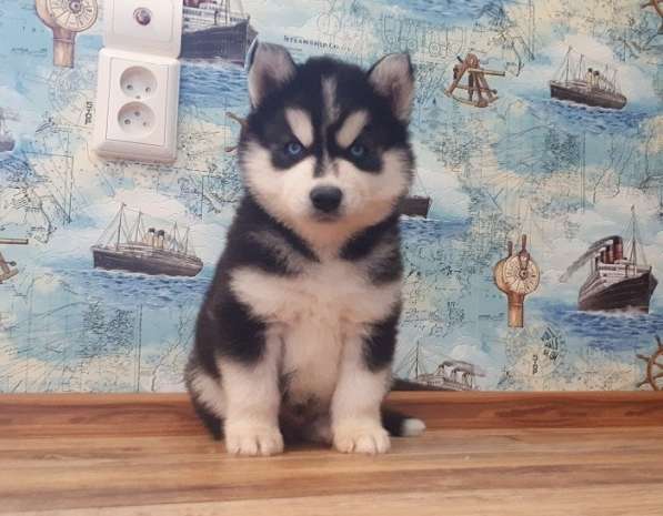 Хаски для вязки кобели. и щеночки хаски