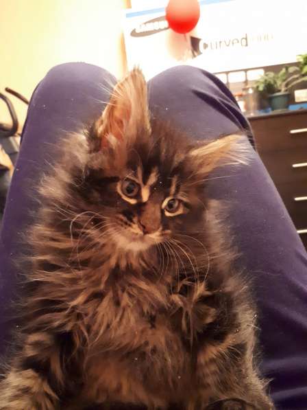 Мейн-кун мальчик два месяца в Челябинске фото 5