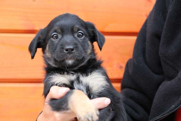 Крошечные щенки от мелкой собачки ищут дом в Санкт-Петербурге фото 3