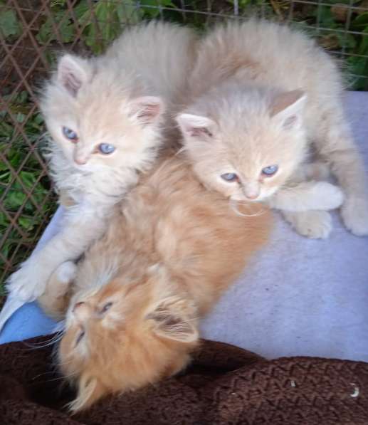 Месячные котята в добрые руки в Москве фото 12