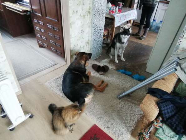 Собака породы хаски ищет добрые руки и семью в Москве
