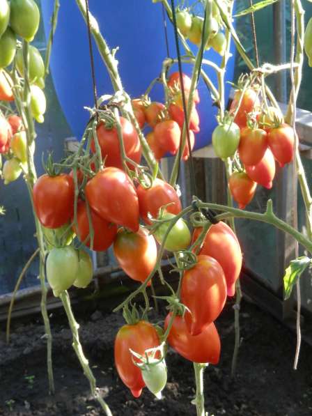 Семена томата ЛЕГЕНДА ТАРАСЕНКО - 20шт в Новосибирске фото 10