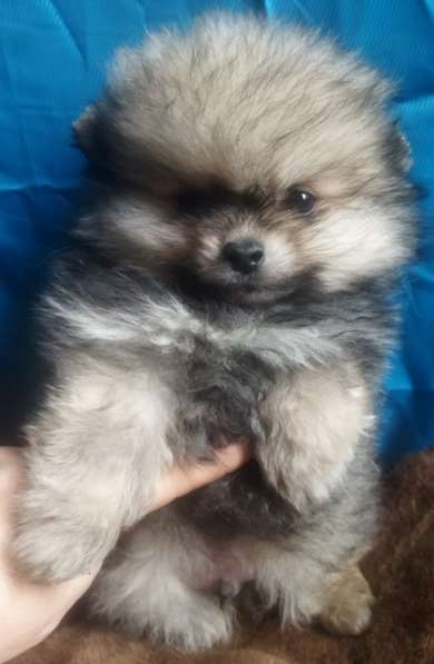 Pomeranian spitz. Mini boy