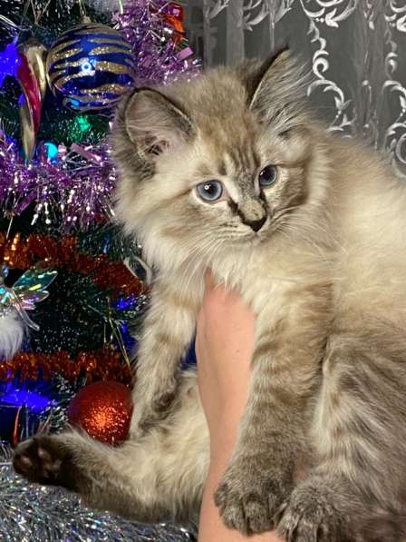 Котёнок Рэгдолл