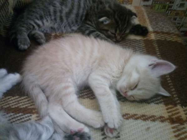 Шотландский Котёнок (Скоттиш-страйт) в Симферополе фото 17