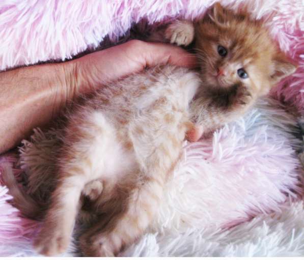 Котята!!! Открыты к резерву в фото 13