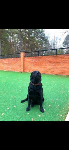 Бронь щенков Лабрадор в Тюмени фото 10