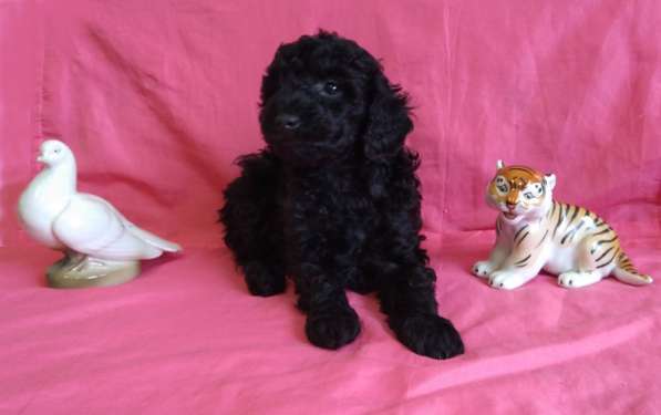 Щенок в подарок в Липецке фото 5