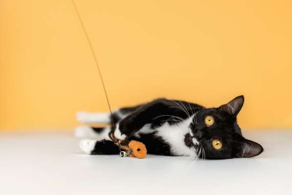 Золотоглазая красавица черно-белая кошка Стасия в дар в Москве фото 5