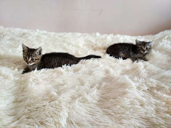 Котята в дар в фото 10