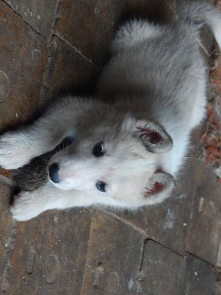 Продам щенков западно-сибирской лайки в Зеленогорске