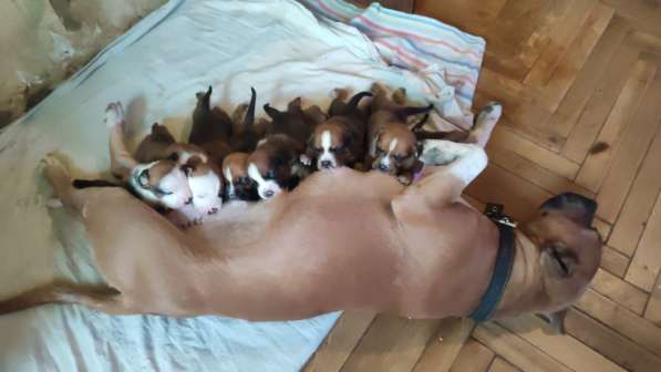 Отличные щенки Ам. Стаффа в Симферополе фото 13