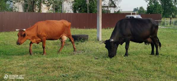 Коровы Молочно-мясной породы