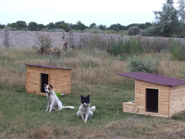 Собачки Чапа и Чара из приюта "Хвостатый Рай" в один дом