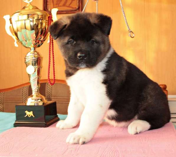 Щенки Американской Акиты в Нижнем Новгороде фото 11