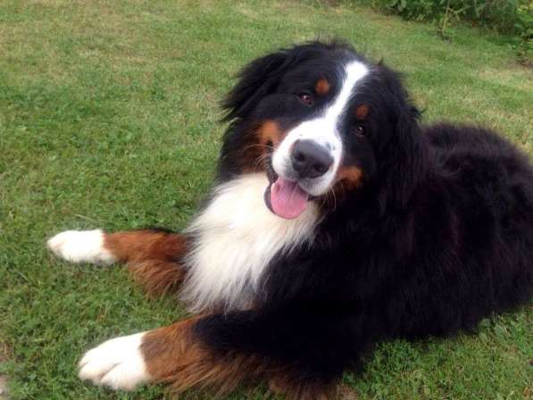 Щенки бернского зенненхунда из питомника в Москве фото 36