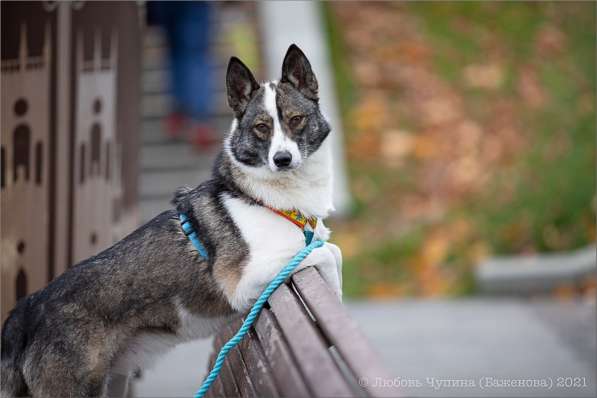Ищет дом Юта в Москве фото 7