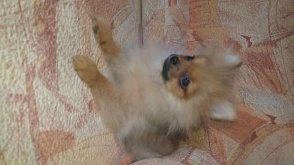 Померанский шпиц - медвежий тип в фото 9