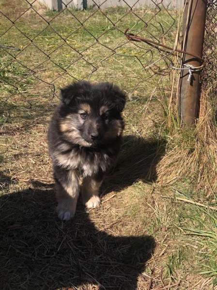 Щенки срочно ищут дом