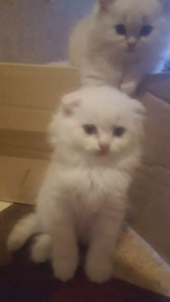 Котёнок в Москве фото 8