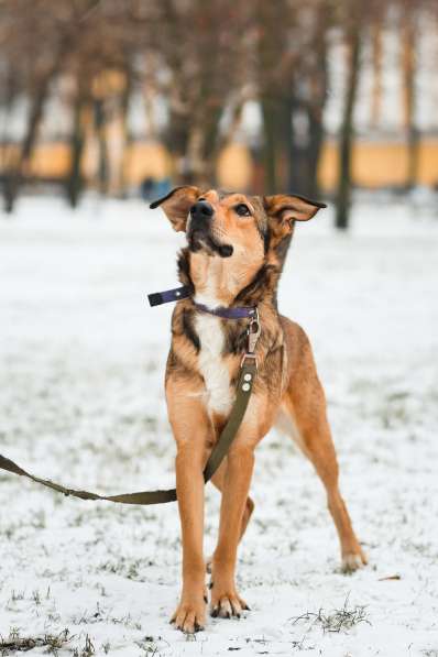 Очаровательная собачка компактного размера в Санкт-Петербурге фото 46