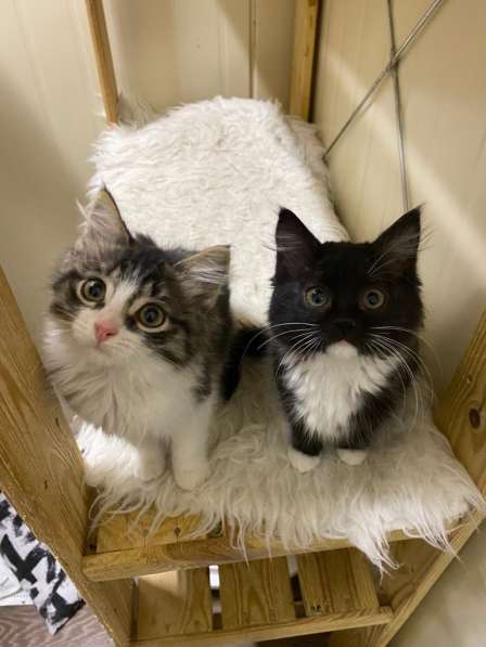 Чудесные котята ищут семью в Москве фото 13