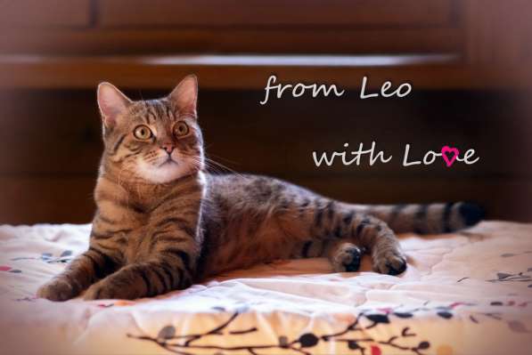 Лео - красивый молодой полосатый кот в добрые руки