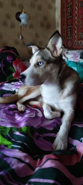 Собака в добрые руки щенок хаски