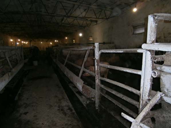 Действующая ферма в Челябинске фото 7