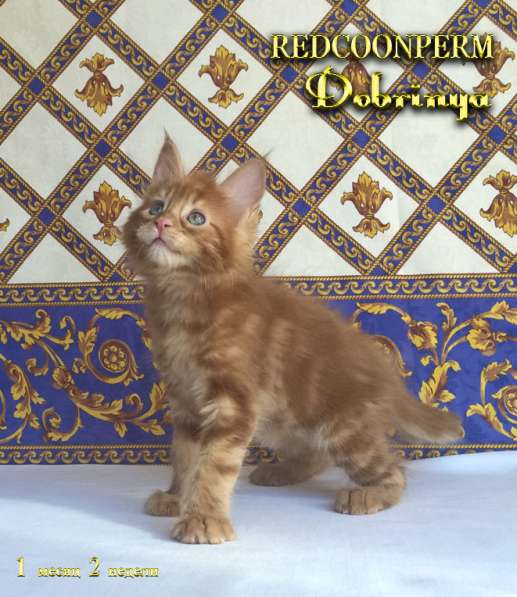 Котёнок Добрыня. Шоу класс. Питомник в Перми фото 10