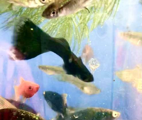 Продам аквариумных рыбок в Старом Осколе фото 6