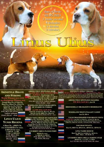 Бигль от чемпиона мира в Москве