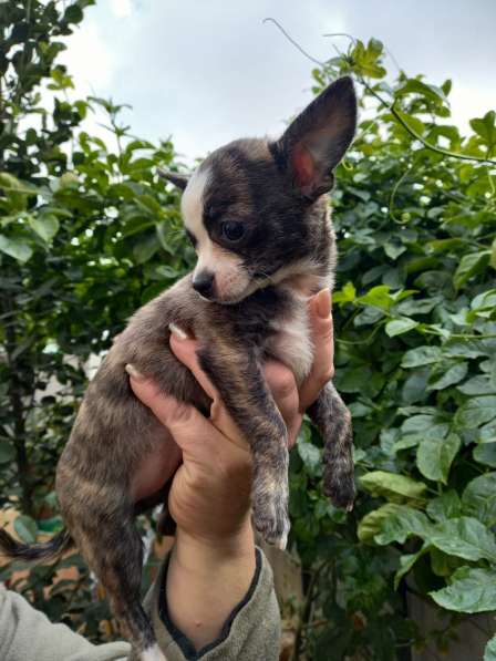 Продажа чихуахуа в фото 6