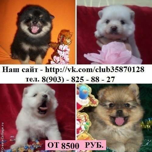 Щеночки шпица чистокровные и не чистокровные