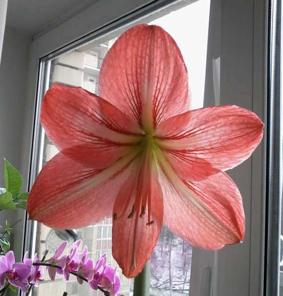 Гиппеаструм в Одинцово фото 6