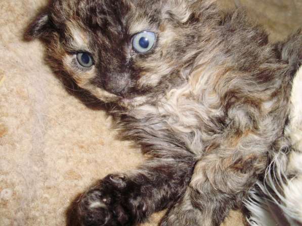 Кудрявые котята в Краснодаре фото 9