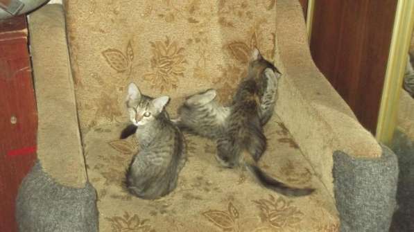 Котята в добрые руки в Ульяновске фото 6