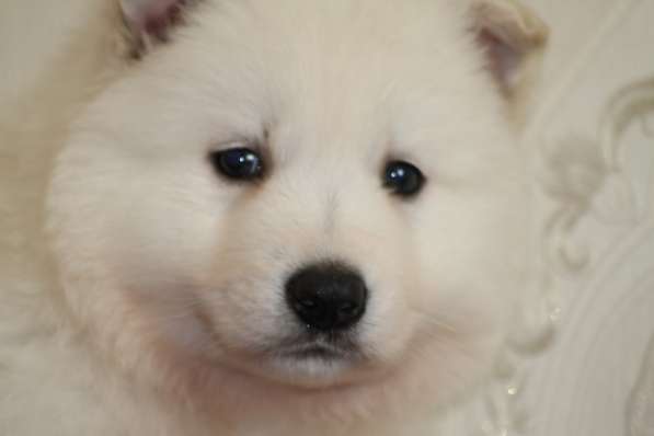 Щенки БШО в Москве фото 53