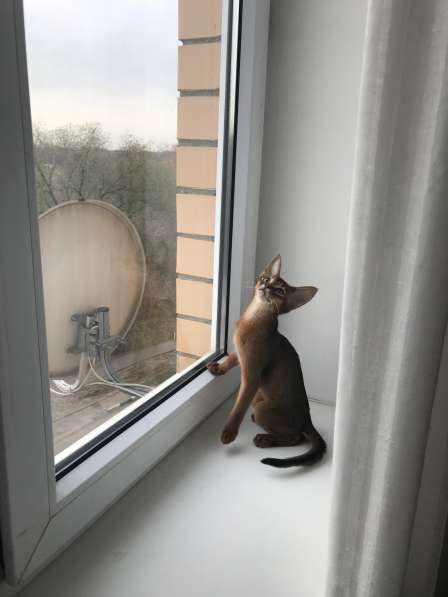 Абиссинский котик в Москве фото 4