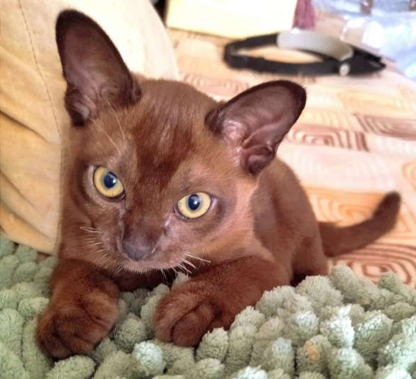 Котенок породы бурманская европейская, цвет соболь в фото 4