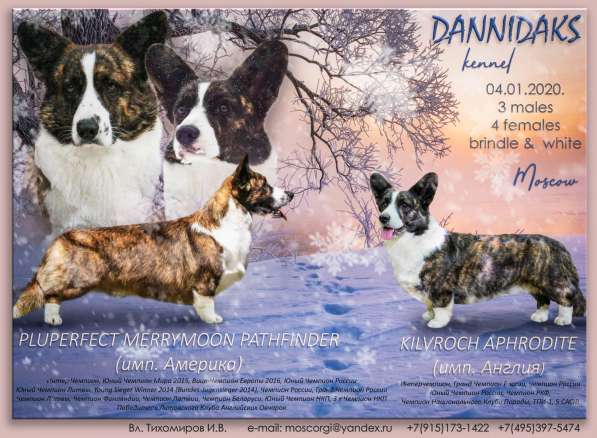 Щенки Вельш корги кардиган в Москве фото 10