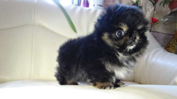 Щенок померанского шпица- микро - медвежонок