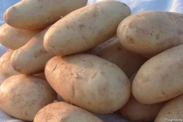 Купим картофель 20 до 5000 тонн в Москве