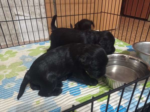 Щенки цвергшнауцера в Москве фото 5