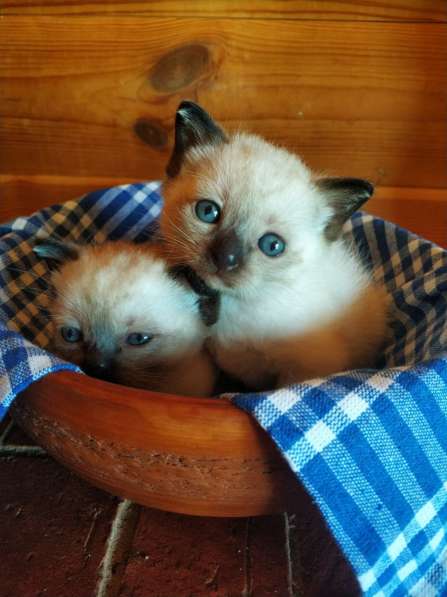 Мини-кот редкой породы Той-боб, питомник, доставка в фото 3
