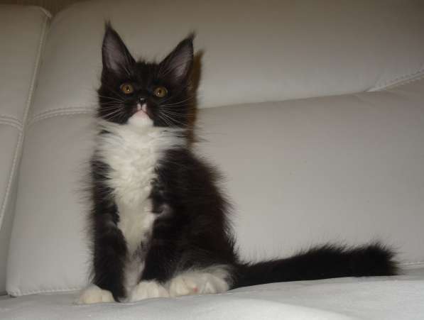 Ламборджини кошечка мейн кун в Москве фото 19